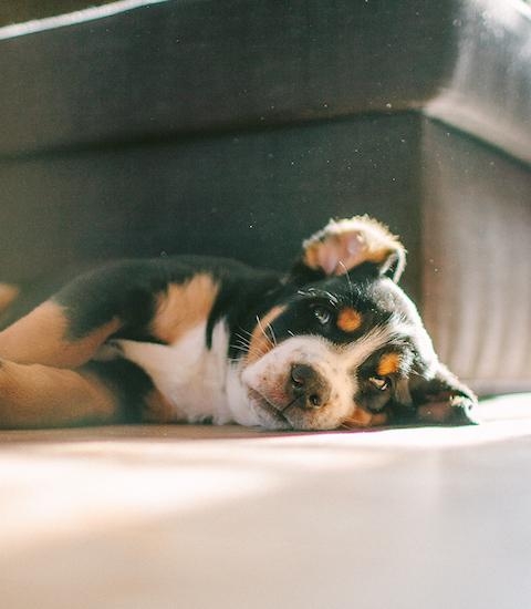 Family dog snoozing at home